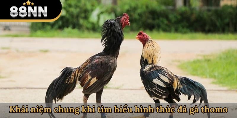 Khái niệm chung khi tìm hiểu hình thức đá gà thomo